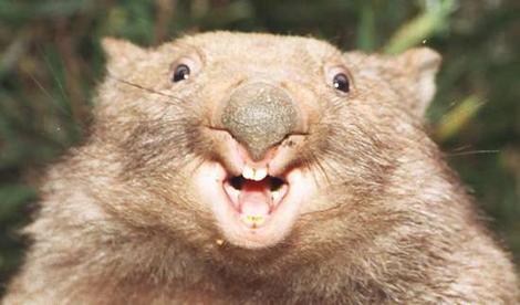 The lovely Nicole Kidman.  Or a wombat.  Both Aussies, either way.